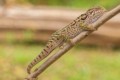 Chameleon