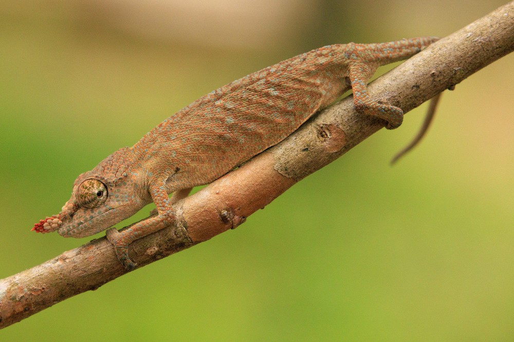 Chameleon