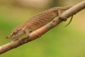 Chameleon