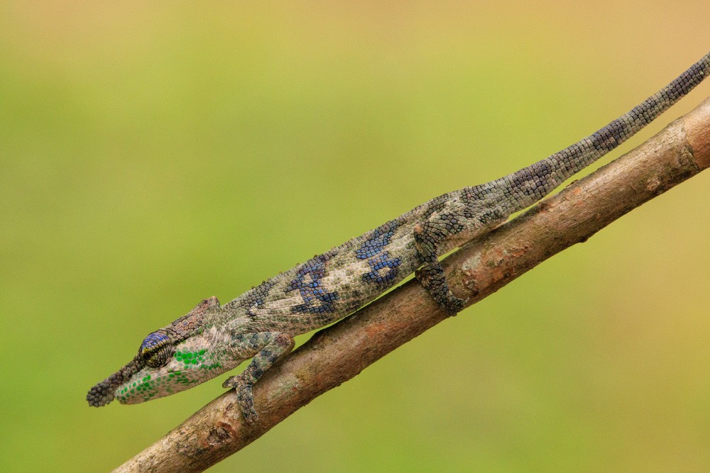 Chameleon