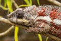 Chameleon