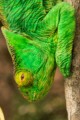 Parson's chameleon