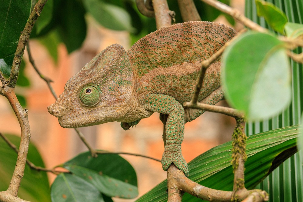 Chameleon