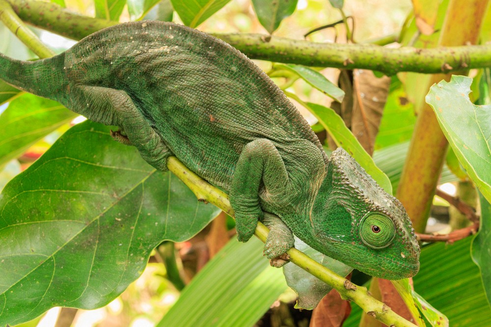 Chameleon