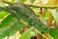 Chameleon