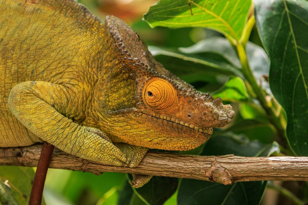 Chameleon