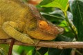 Chameleon