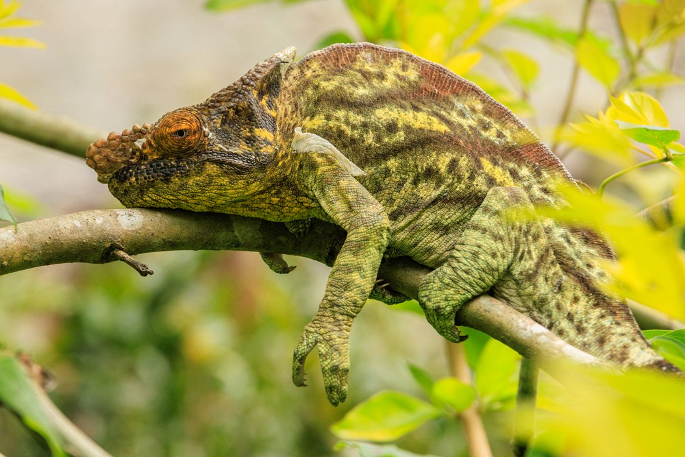 Chameleon