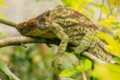 Chameleon