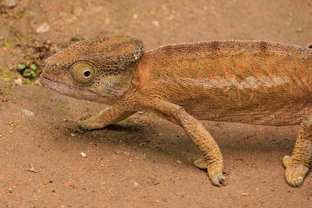 Chameleon