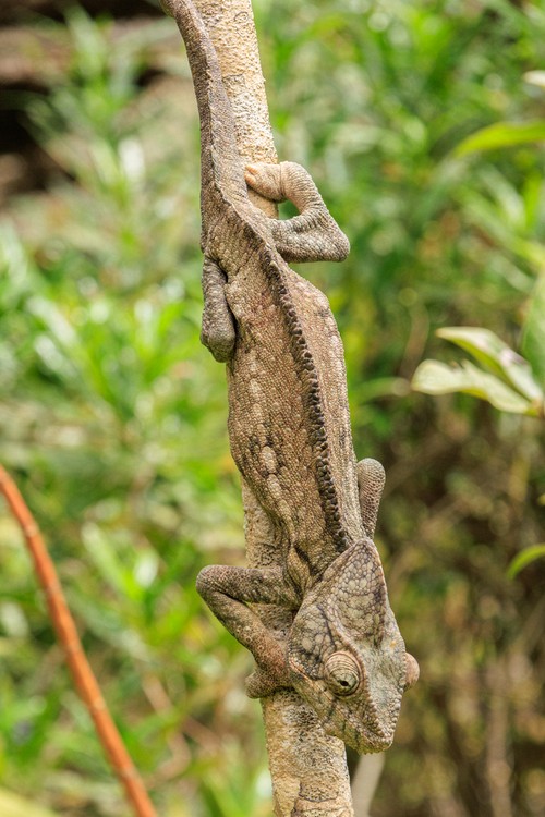 Chameleon