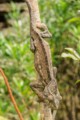 Chameleon