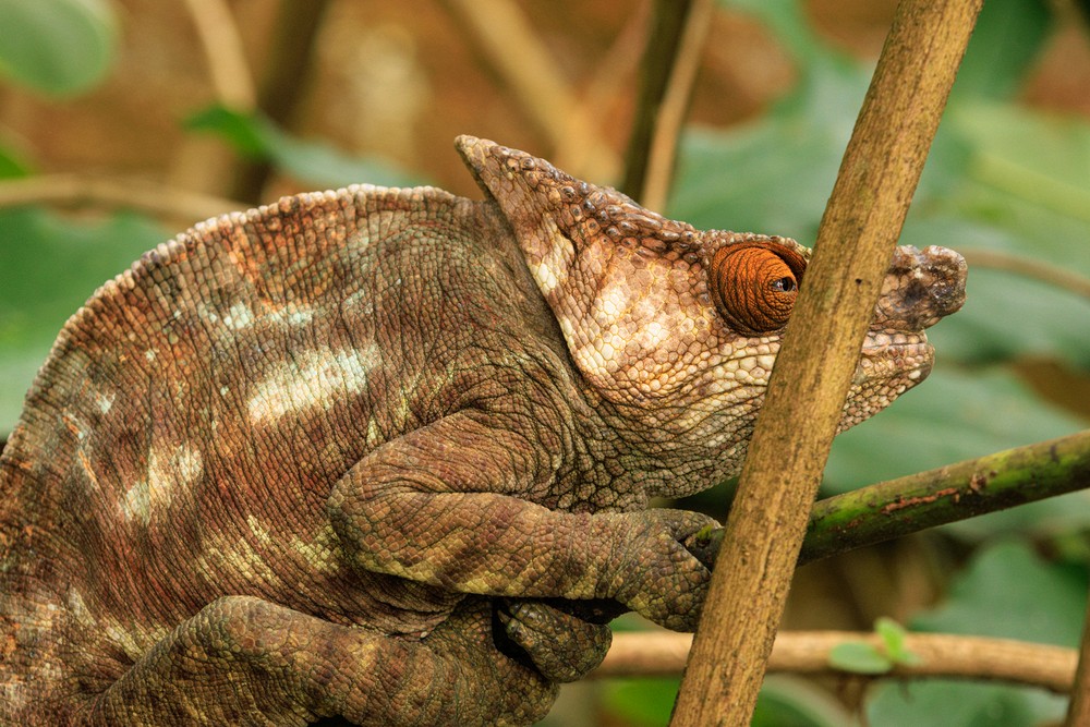 Chameleon