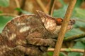 Chameleon