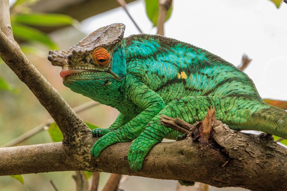 Chameleon