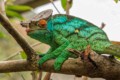 Chameleon