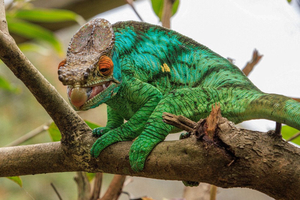 Chameleon