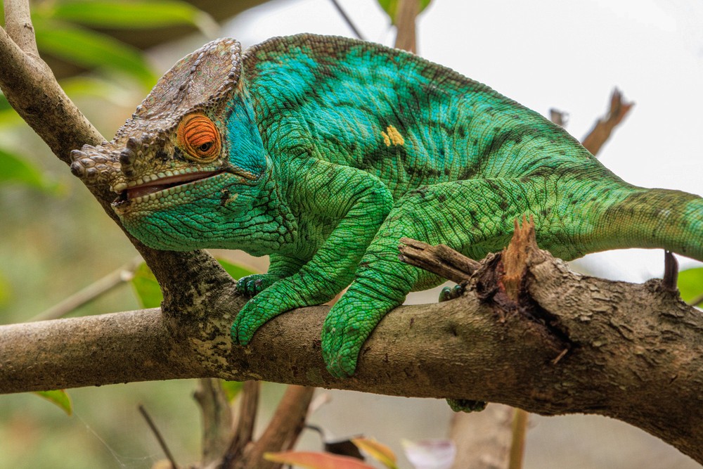 Chameleon
