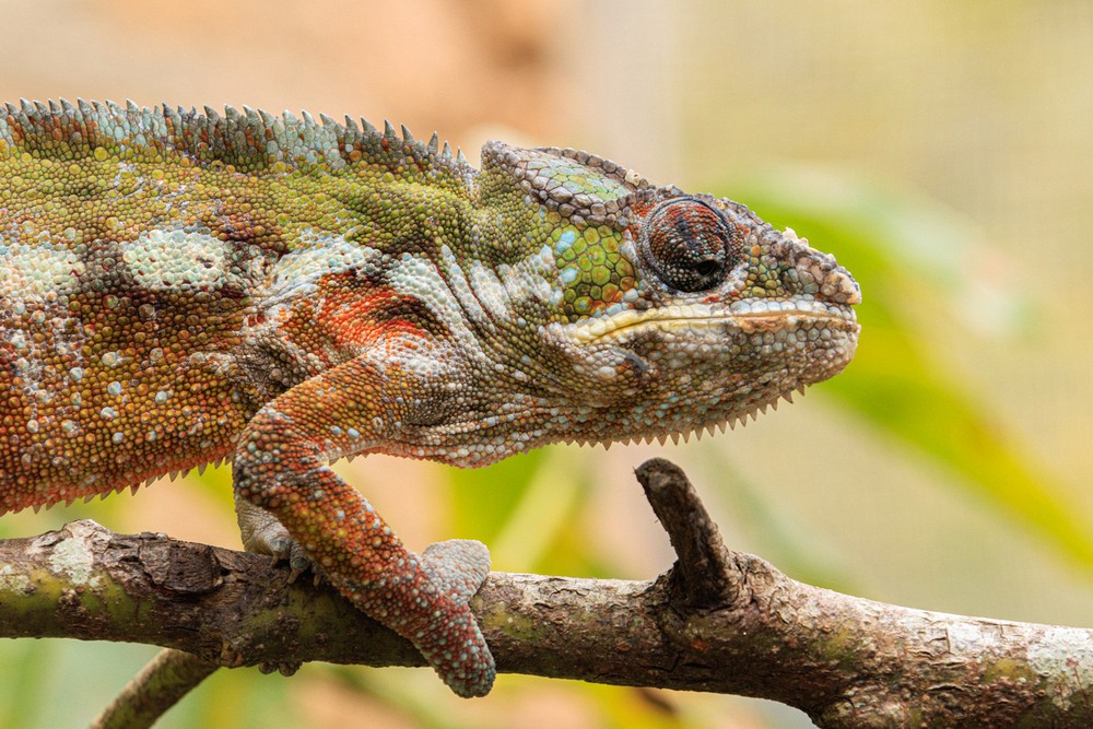 Chameleon