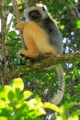 Diademed Sifaka lemur
