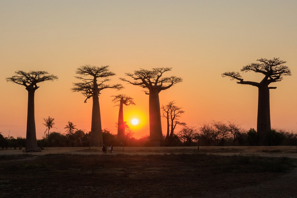 Avenue of the Baobabs - sunset