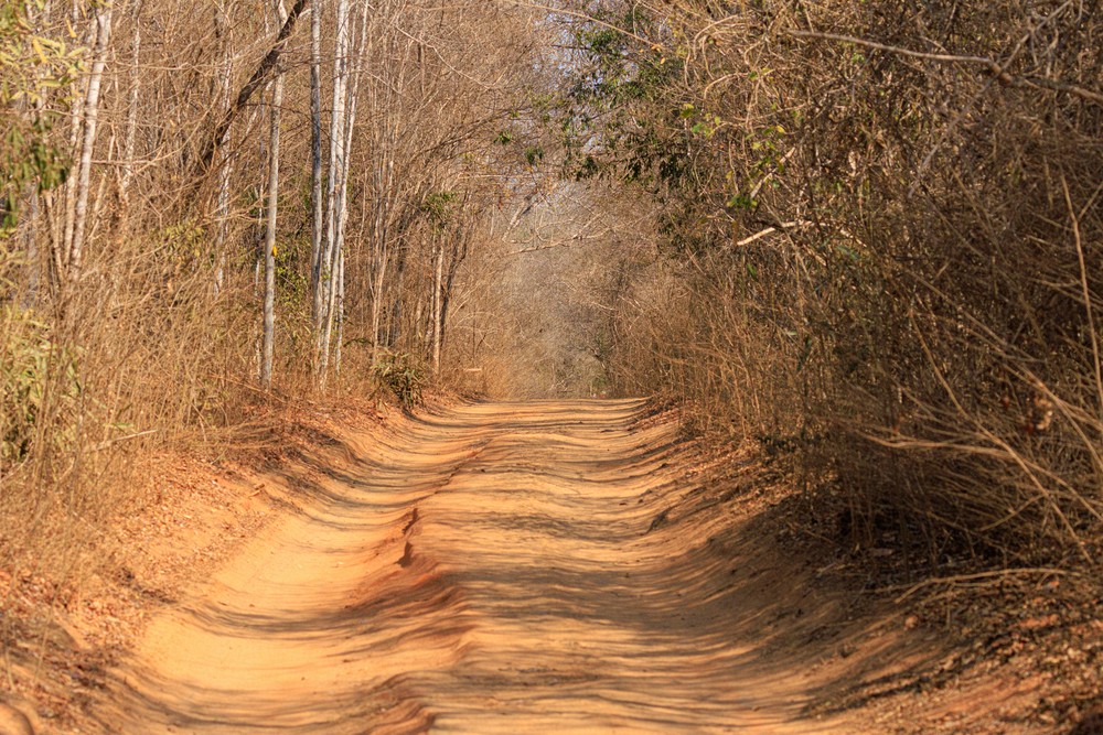 Kirindy road