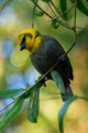 Nelicourvi Weaver bird (female)