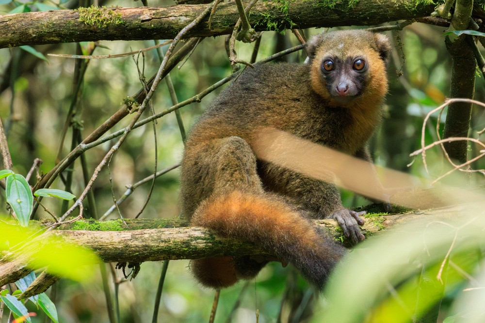 Golden Bamboo lemur