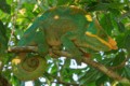 Chameleon