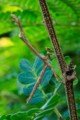 Stick insect
