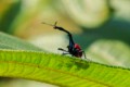 Giraffe Beetle