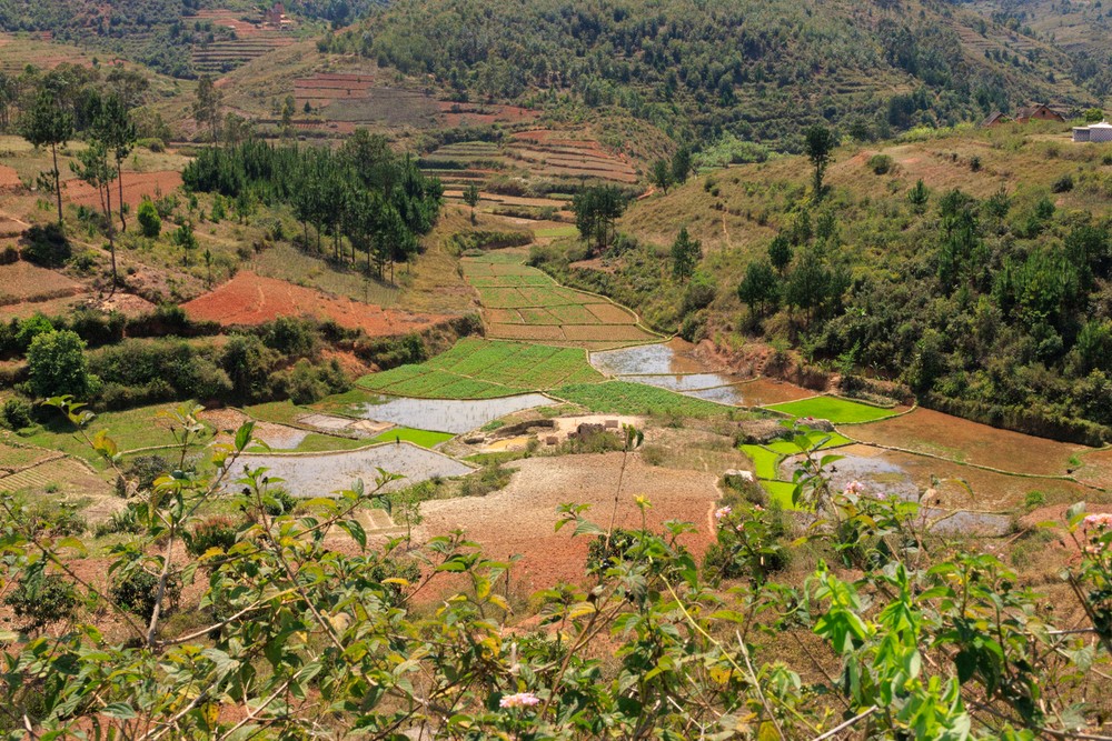 Rice fields