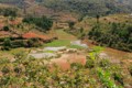 Rice fields
