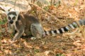 Ring-tailed lemur (eating fruit)