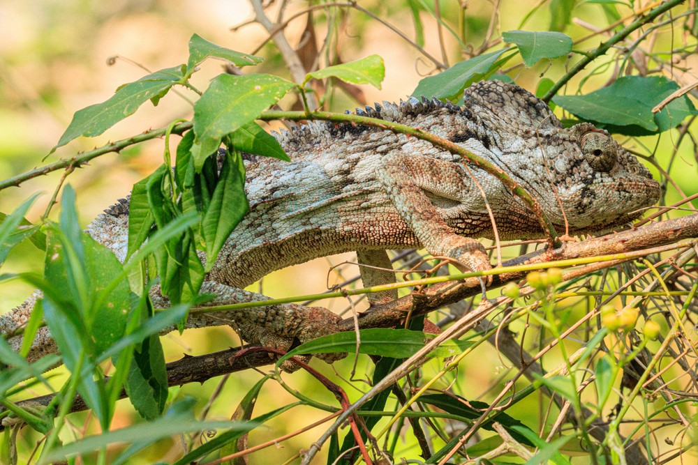 Chameleon
