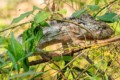 Chameleon