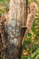 Chameleon