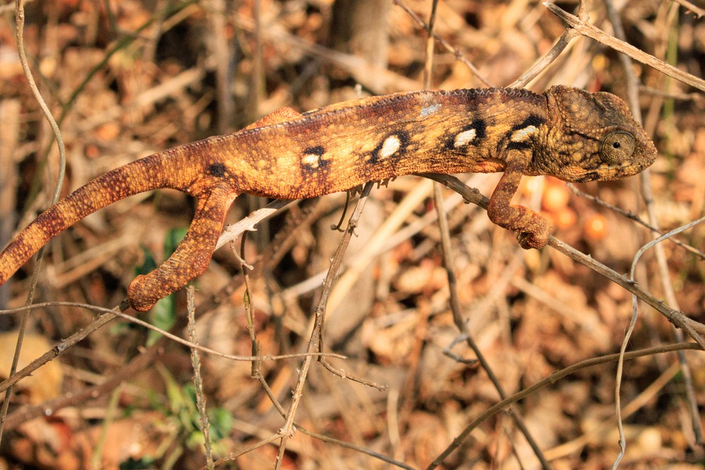 Chameleon