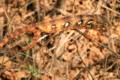 Chameleon