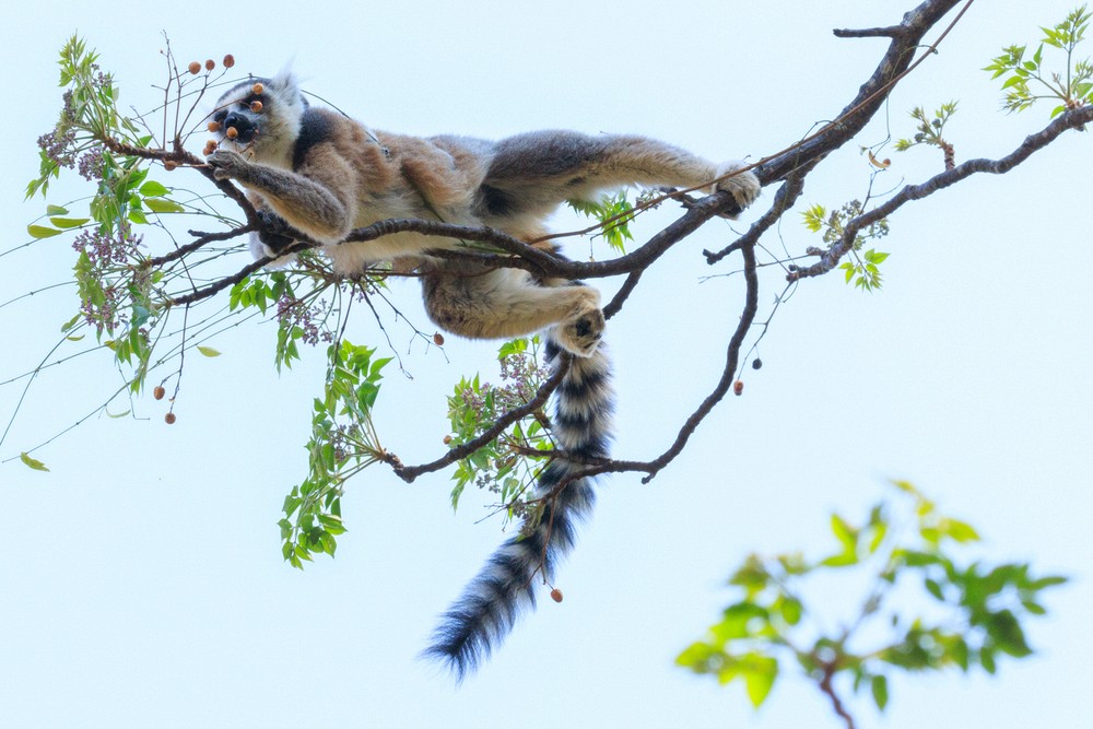 Ring-tailed lemur (eating fruit)