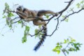 Ring-tailed lemur (eating fruit)