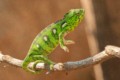 Chameleon