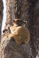 Sportive lemur