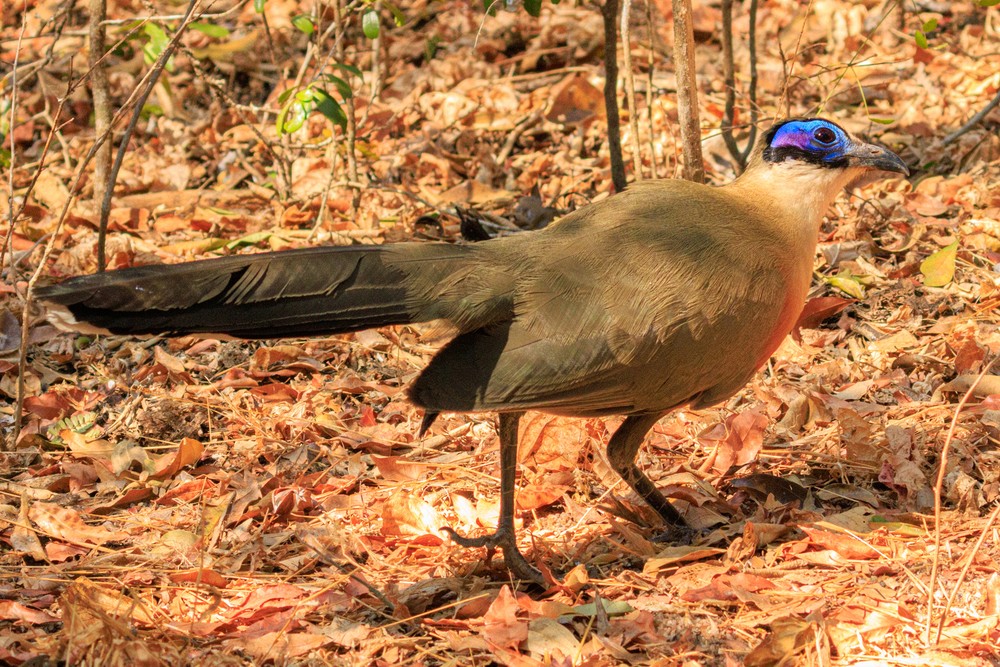 Giant coua