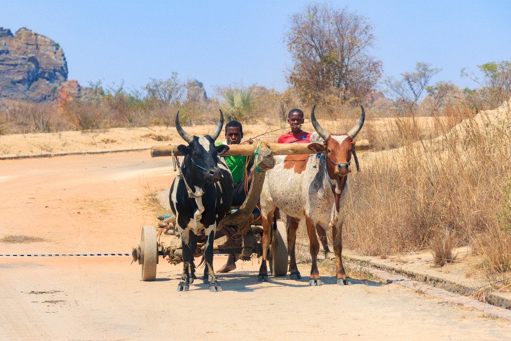 Zebu cart