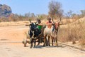 Zebu cart