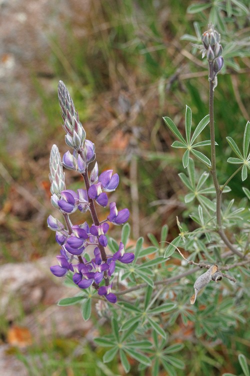 Lupine