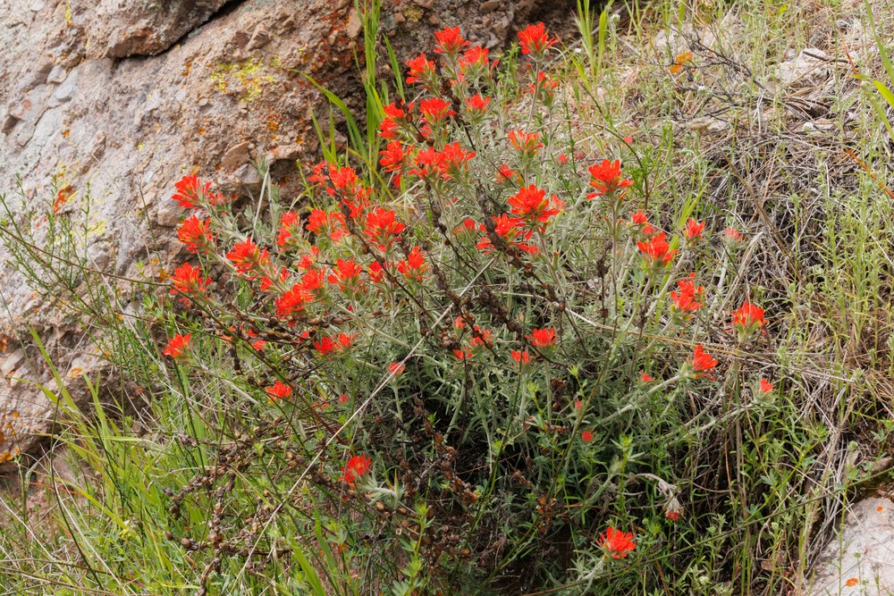 Indian Paintbrush