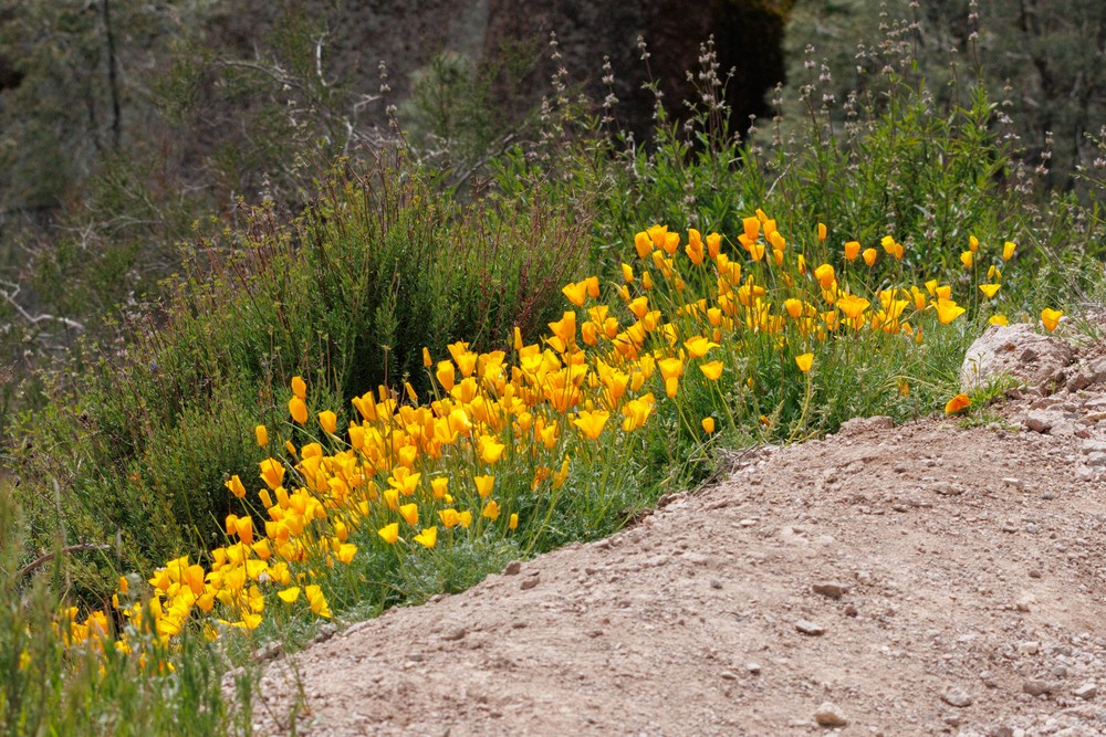 California Poppies