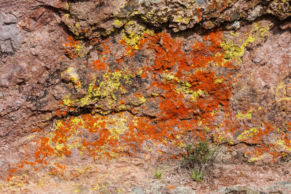 Lichen